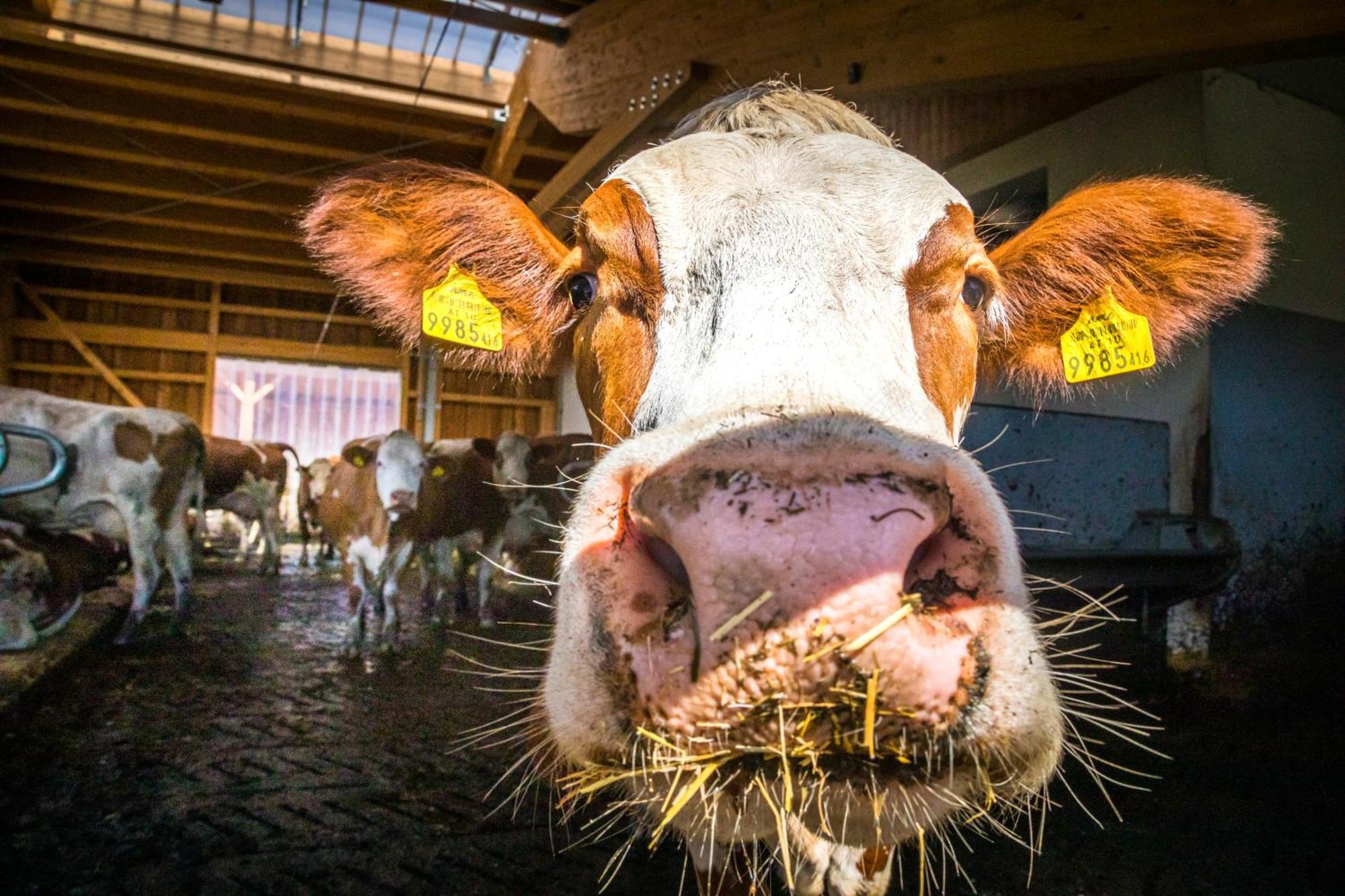 Bauernhofurlaub Sinnhubgut Altenmarkt im Pongau Exterior foto